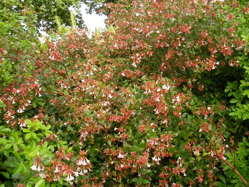 grandiflora
