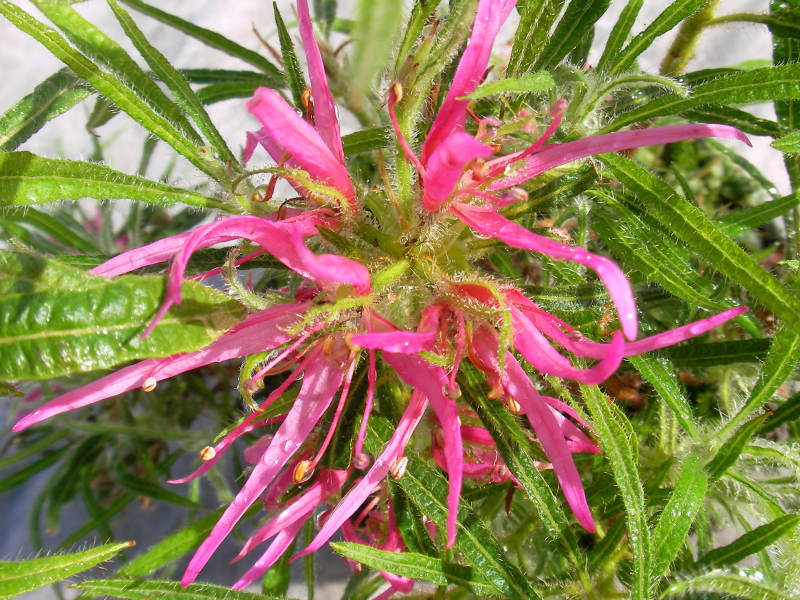 Stenopetalum Linearifolium