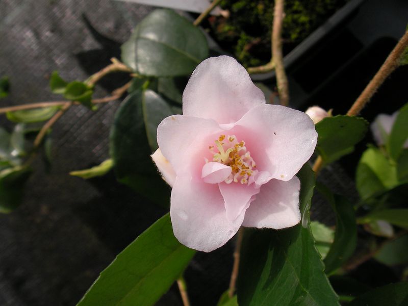 rosaeflora cascade