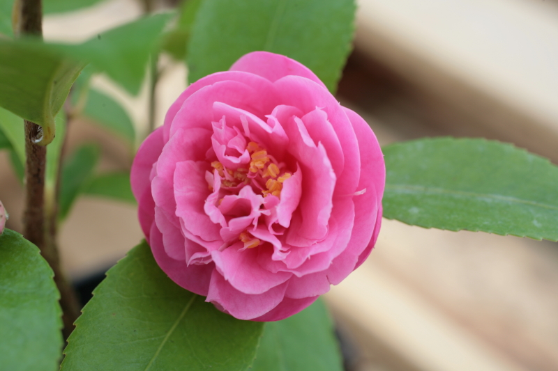 Fragrant Joy