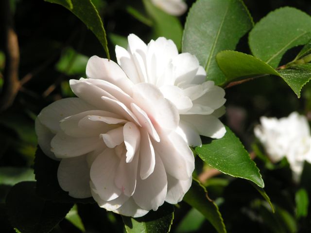 Camellia