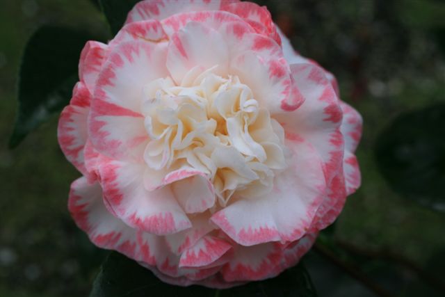 Margaret Davis