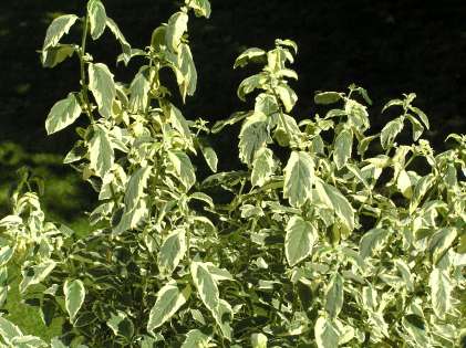 Caryopteris