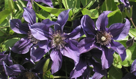 Clematis