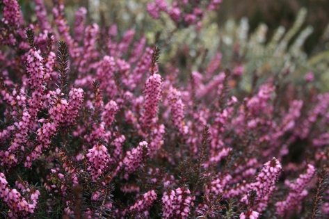 x darleyensis WINTER BELLES ® Phoebe