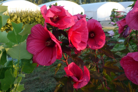 Hibiscus