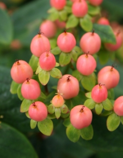 Hypericum