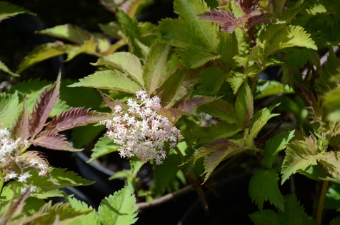 Sambucus