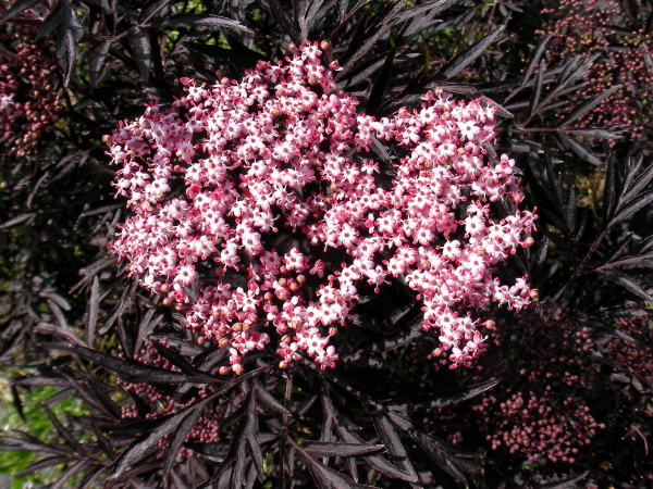 Sambucus