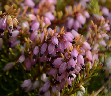 x darleyensis WINTER BELLES ® 