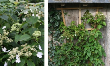 Hydrangea