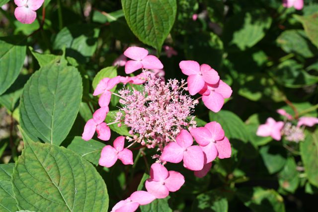 serrata
