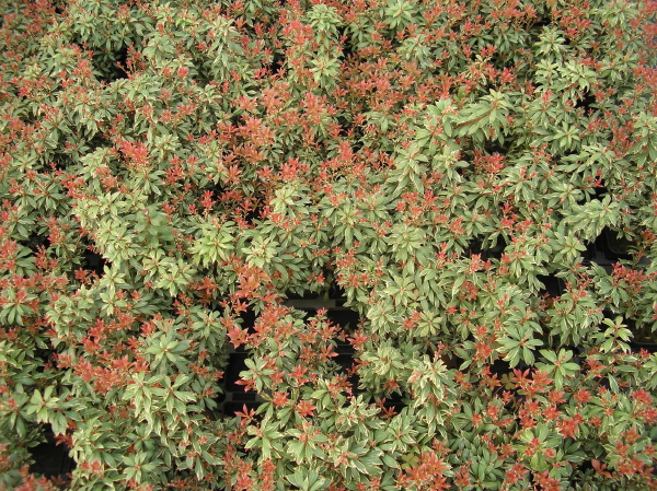 Little Heath