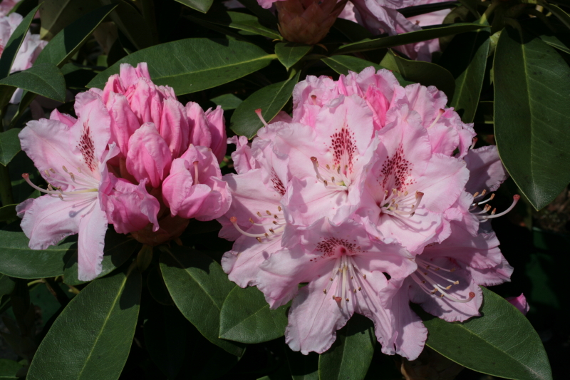 Rhododendron