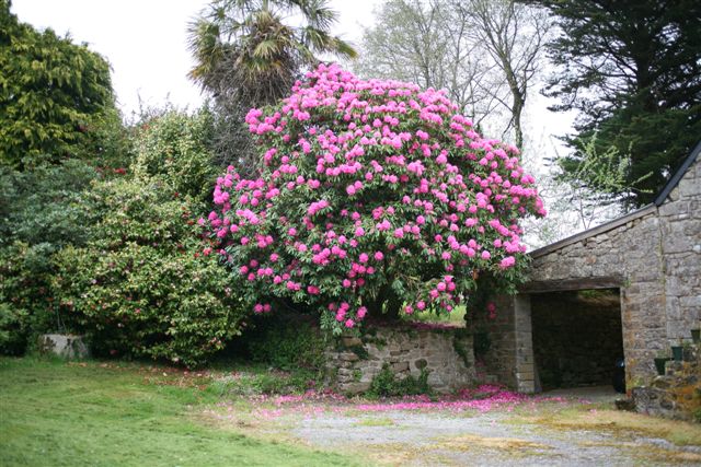 ou planter un rhododendron