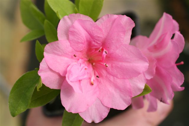 Rosebud
