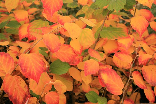 Fothergilla