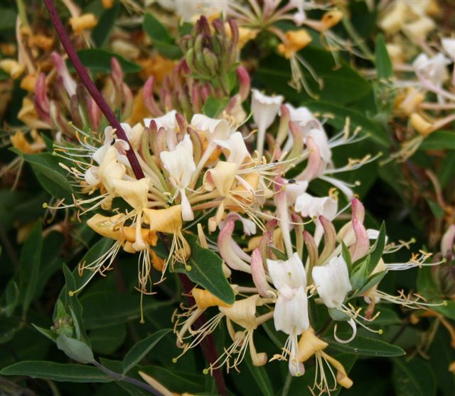 Lonicera