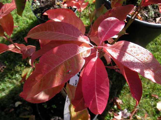 Oxydendron