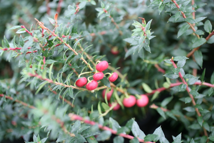 mucronata Crimsoniana