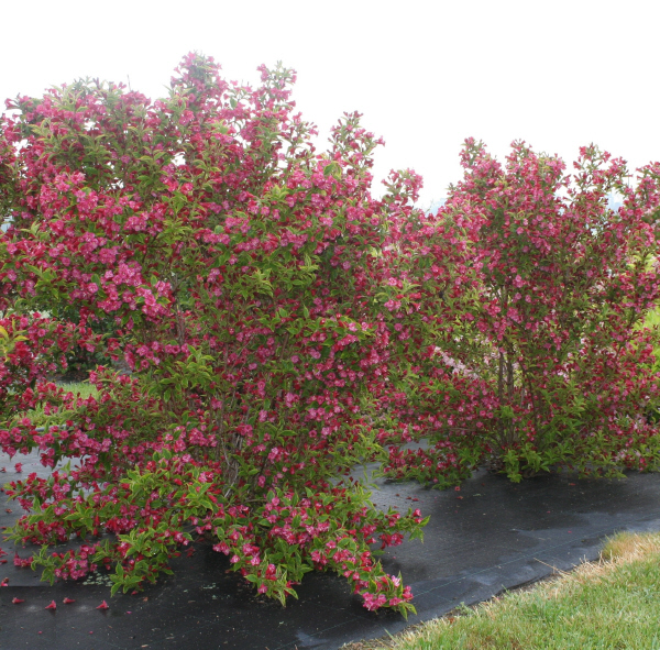 Weigela